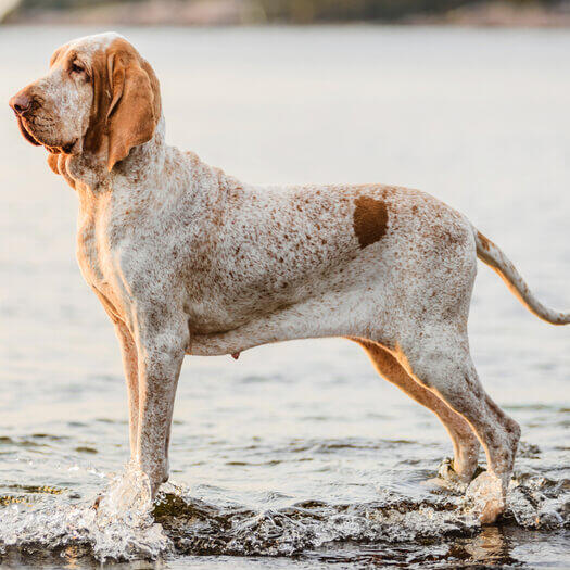 Bracco italiano store breeders near me